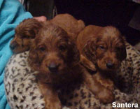 Irish Setter Male Puppies