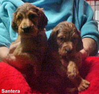 Irish Setter Female Puppies