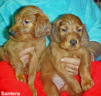 Irish Setter Female Puppies