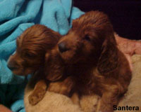 Irish Setter Female Puppies