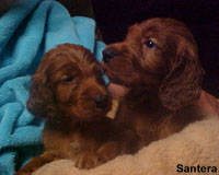 Irish Setter Female Puppies