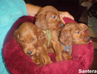 Irish Setter Male Puppies