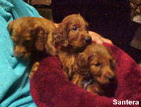 Irish Setter Male Puppies