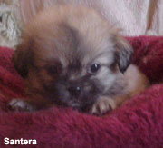 Tibetan Spaniel Puppy