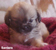 Tibetan Spaniel Puppy