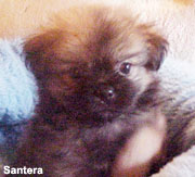 Tibetan Spaniel Puppy
