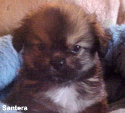 Tibetan Spaniel Puppy