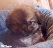 Tibetan Spaniel Puppy