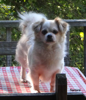 Nappi Tibetan Spaniel