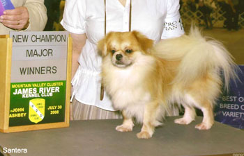 tibetan spaniel