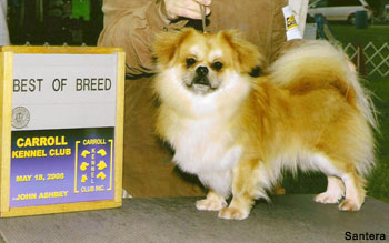 tibetan spaniel