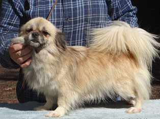 Gemini Tibetan Spaniel